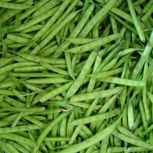 Green Healthy And Natural Fresh Guar Beans