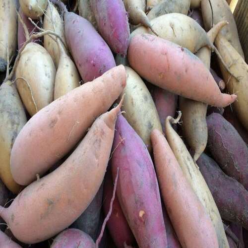 Healthy and Natural Fresh Sweet Potato