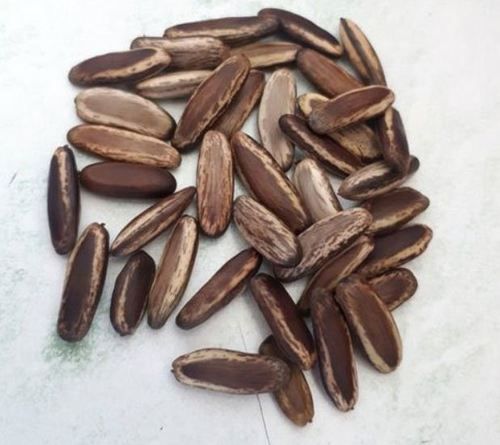 Dried Hybrid Gulmohar Seed