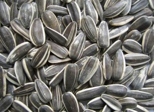 Hybrid Sunflower Plant Seed