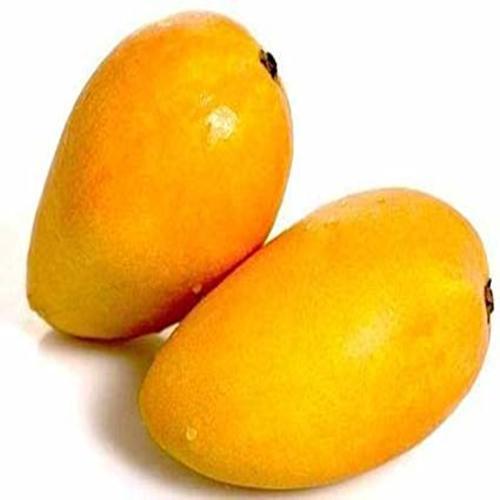 Healthy and Natural Fresh Badami Mango