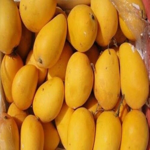 Healthy And Natural Fresh Kesar Mango