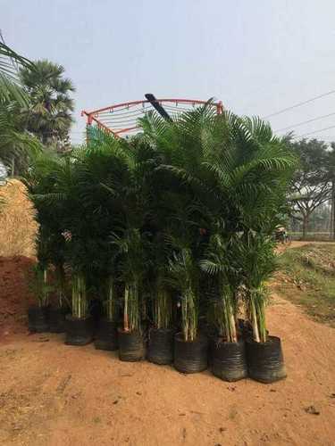 Areca Palm For Nursery