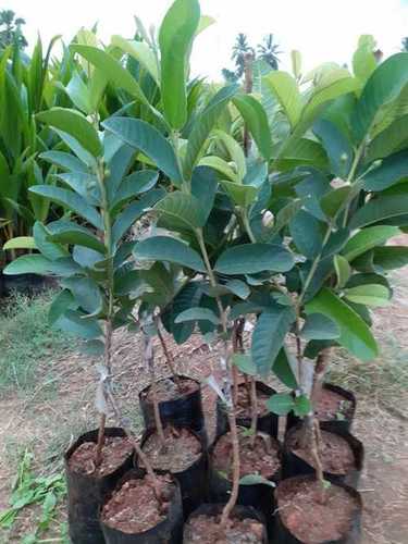 Green Nursery Guava Plant