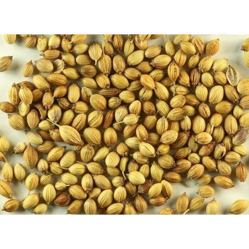 Healthy and Natural Dried Coriander Seeds