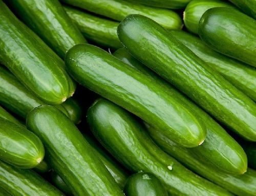 Healthy And Natural Fresh Cucumber Shelf Life: 1 Week