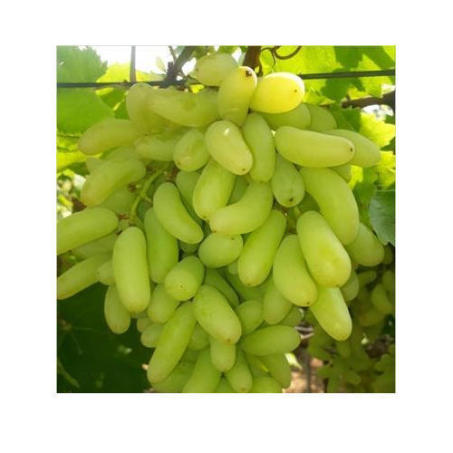 Light Green Healthy And Natural Fresh Indian Grapes