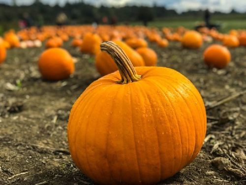 Round Healthy And Natural Fresh Pumpkin