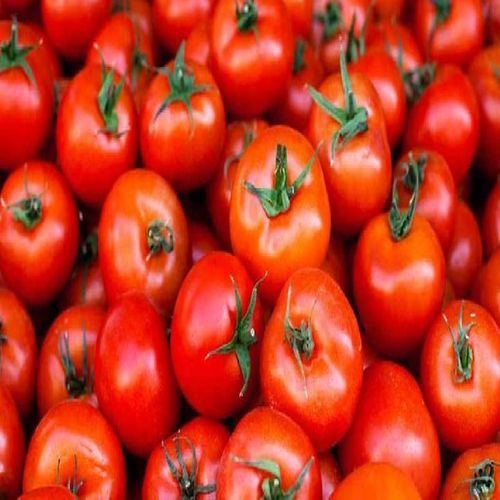 Organic Fresh Red Tomatoes - Grade Quality, Packaged in Jute and Net Bags, 5-20kg | Natural Taste, Non Harmful, Fresh Round and Oval Shape