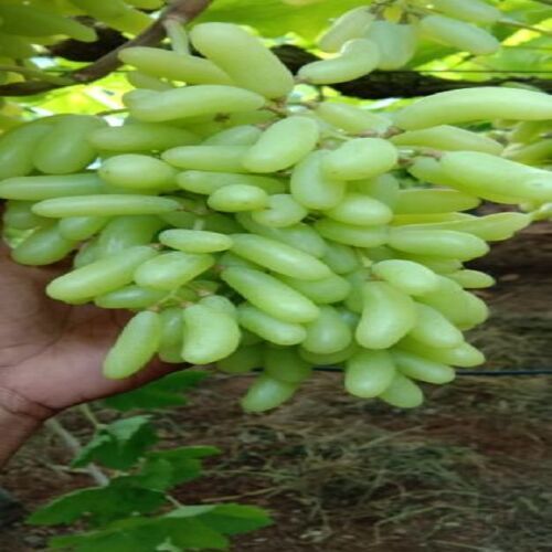 स्वस्थ और प्राकृतिक ताजा बीजरहित हरे अंगूर