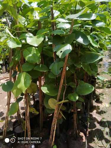 Red Sandal Plant For Nursery