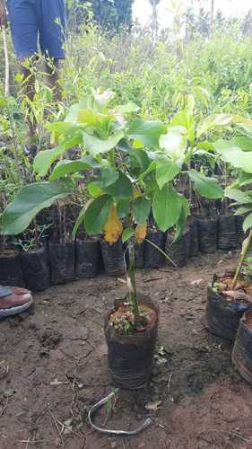 Fresh Green Avacado Plant