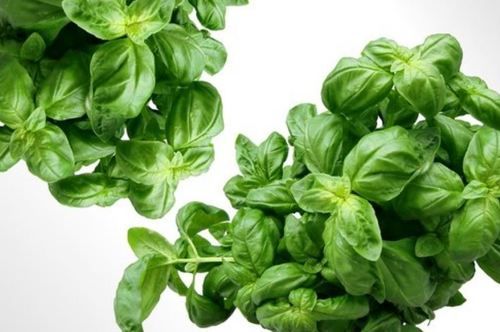 Food Grade Liquid Basil Flavor