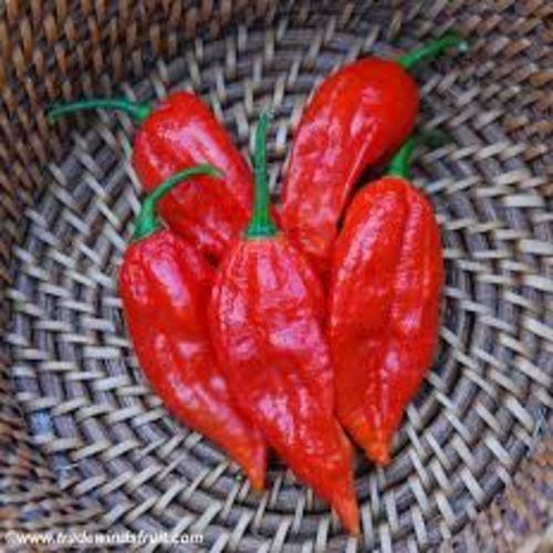 Healthy and Natural Bhut Jolokia Chilli