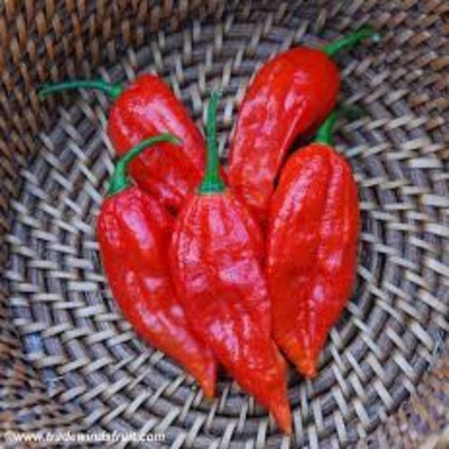 Dark-Red Healthy And Natural Bhut Jolokia Chilli