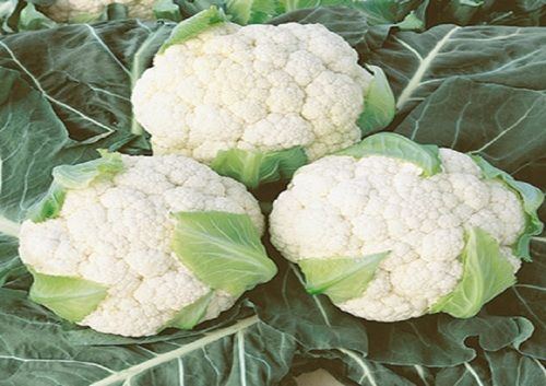 Healthy and Natural Fresh Cauliflower