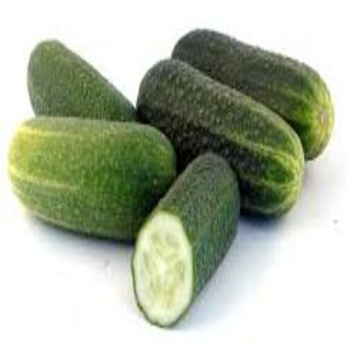 Healthy And Natural Fresh Cucumber Shelf Life: 1 Week