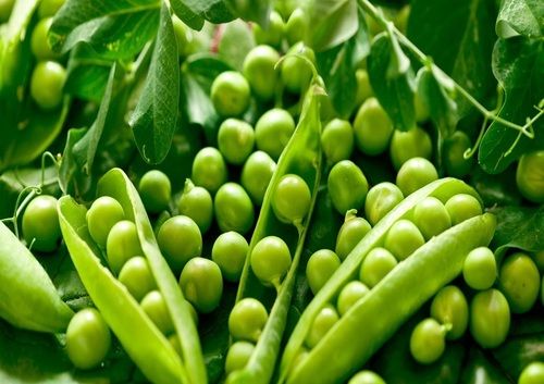 Healthy and Natural Fresh Green Peas