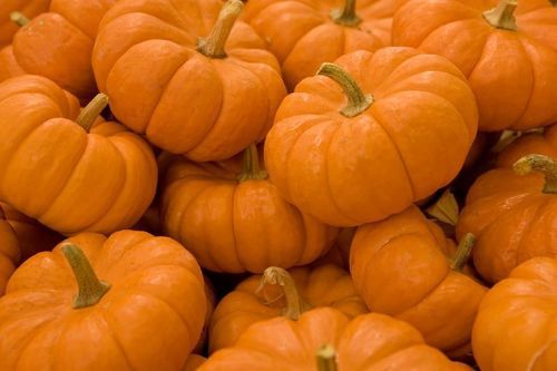 Healthy and Natural Fresh Orange Pumpkin