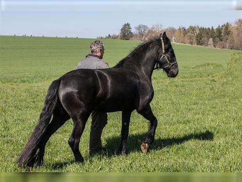 Black Reasonably Priced Friesian Gelding Available For X-Mas