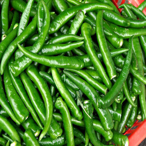 Healthy And Natural Fresh Green Chilli Shelf Life: 3-7 Days