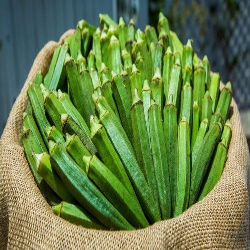 Fresh Non-Glutinous Okra - Rich in Proteins and Vitamins | High-Quality Food Grade, Natural, Store in Cool and Dry Place