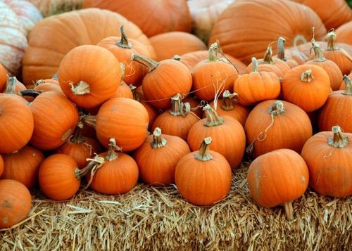 Healthy and Natural Fresh Pumpkin