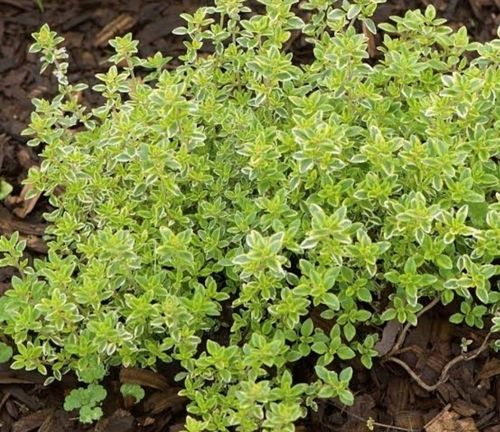 Fresh and Organic Parsley Leaves