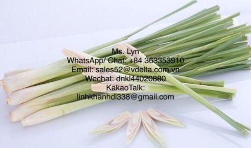 Fresh, Frozen and Dried Lemongrass with Best Price and High Quality