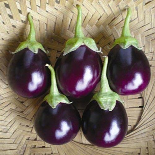 Healthy and Natural Fresh Brinjal