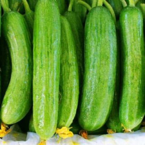 Healthy and Natural Fresh Cucumber