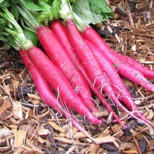 Healthy And Natural Fresh Red Radish Shelf Life: 15 Days