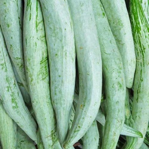 Healthy and Natural Fresh Snake Gourd