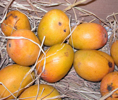 Rich Taste Organic Mango