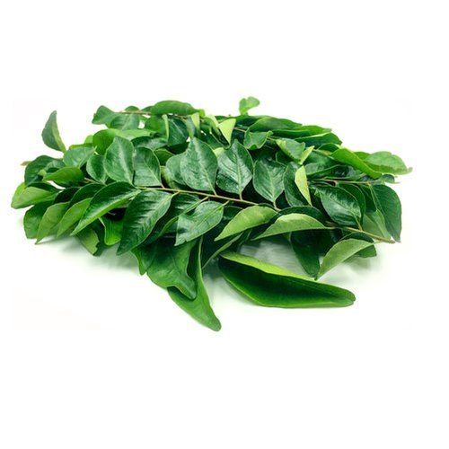 Green Healthy And Natural Fresh Curry Leaves