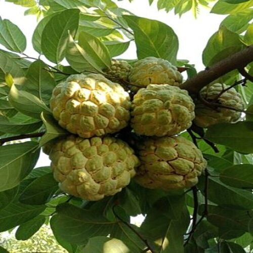 Healthy and Natural Fresh Custard Apple - 10kg/20kg Food Grade Plastic Pouch, Very Good Quality, Sweet Green Whole Fruit with Natural Taste, Organic Cultivation, 7 Days Shelf Life