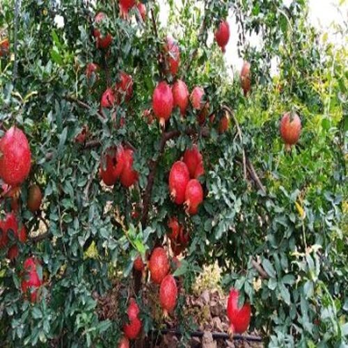 Red Healthy And Natural Fresh Pomegranate