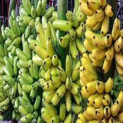 Healthy and Natural Fresh Banana