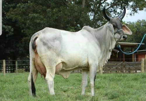 Healthy Dairy Kankrej Cow