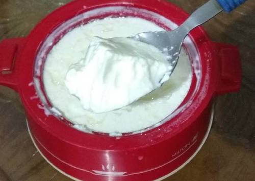 Starter Culture For Curd (Dahi)