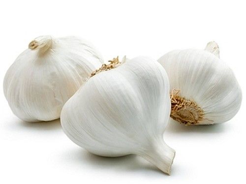 fresh garlic