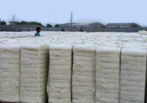 Raw Cotton Bales