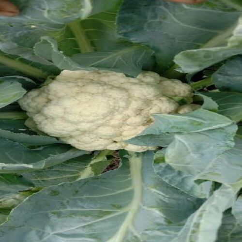 Healthy and Natural Fresh Cauliflower