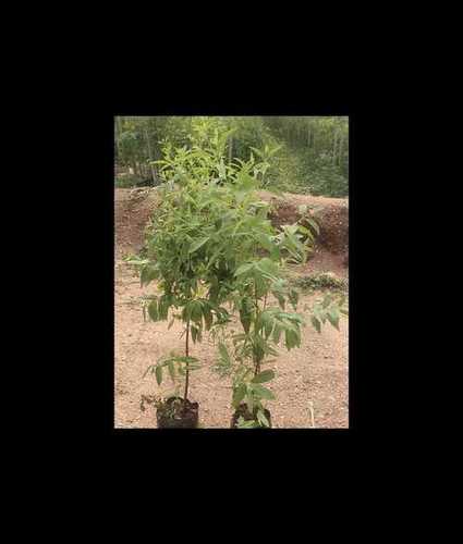 White Natural Fresh Sandalwood Plant