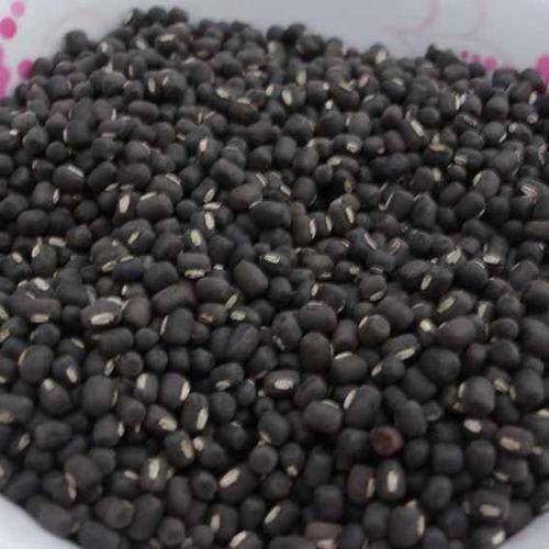 Healthy And Natural Black Lentils Grain Size: Standard