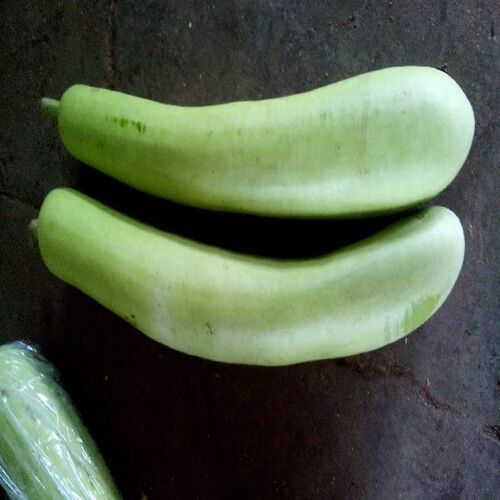 Healthy And Natural Fresh Bottle Gourd Shelf Life: 1 Week