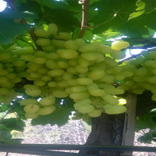 Organic Healthy And Natural Fresh Green Grapes