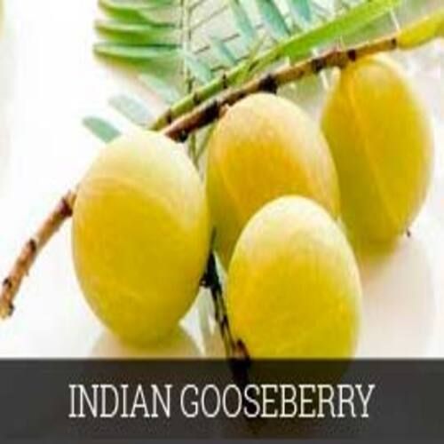 Green Healthy And Natural Fresh Indian Gooseberry