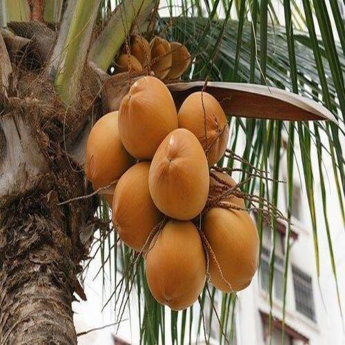 Brown Healthy And Natural Fresh King Coconut