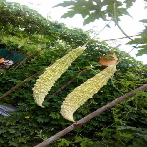 Healthy And Natural Fresh Light Green Bitter Gourd